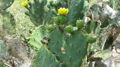 Opuntia alta