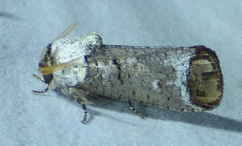 Pecan Carpenterworm Moth photo 3