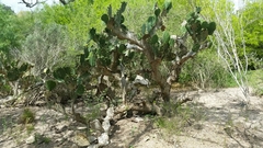 Opuntia alta
