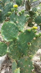 Opuntia alta