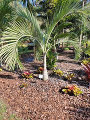 Pseudophoenix sargentii