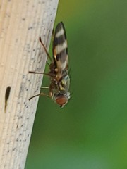 Chaetopsis massyla