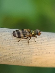 Chaetopsis massyla