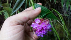 Elleanthus capitatus