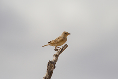 Mirafra javanica