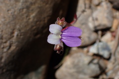 Collinsia linearis