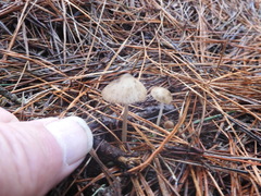 Pseudohydropus parafunebris