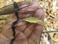 Chrosomus erythrogaster