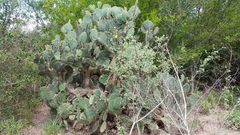 Opuntia alta