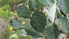 Opuntia alta