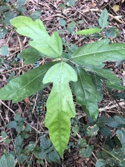 Ficus fraseri