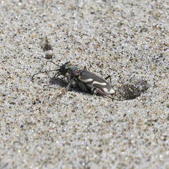 Cicindela bellissima