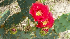 Opuntia gomei
