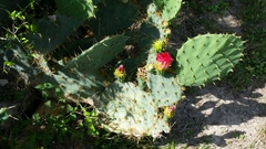 Opuntia gomei