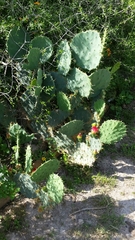 Opuntia gomei