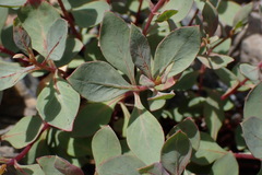 Epilobium rigidum