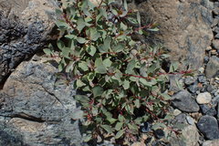 Epilobium rigidum