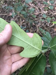Ficus fraseri