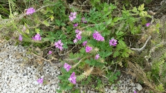Glandularia polyantha