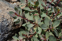 Epilobium rigidum