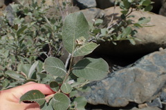 Salix delnortensis