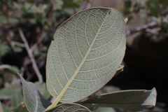 Salix delnortensis