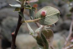 Salix delnortensis