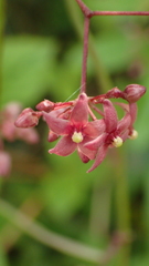 Vincetoxicum oshimae