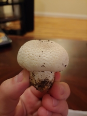 Agaricus abruptibulbus