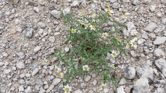 Melampodium cinereum