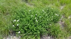 Mandevilla lanuginosa