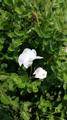 Mandevilla lanuginosa