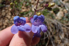 Penstemon azureus