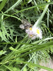 Parnassius glacialis