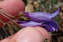 Penstemon azureus