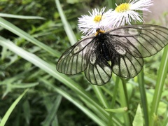 Parnassius glacialis