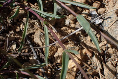 Penstemon azureus