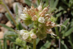 Phacelia corymbosa