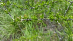 Citharexylum brachyanthum