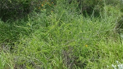 Citharexylum brachyanthum