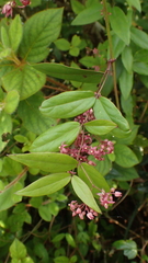 Vincetoxicum oshimae