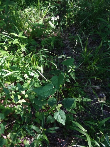Image of Tragia cordata by (c) Will McFarland, some rights reserved (CC BY)