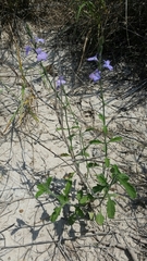 Verbena cloverae