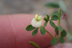 Acmispon parviflorus