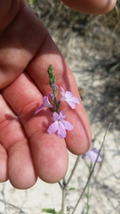 Verbena cloverae