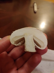 Agaricus abruptibulbus