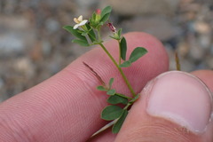 Acmispon parviflorus