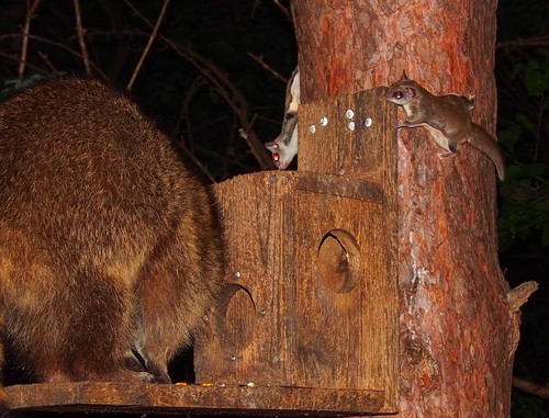 Common Raccoon photographed in Michigan