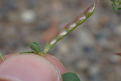 Acmispon parviflorus