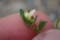 Acmispon parviflorus